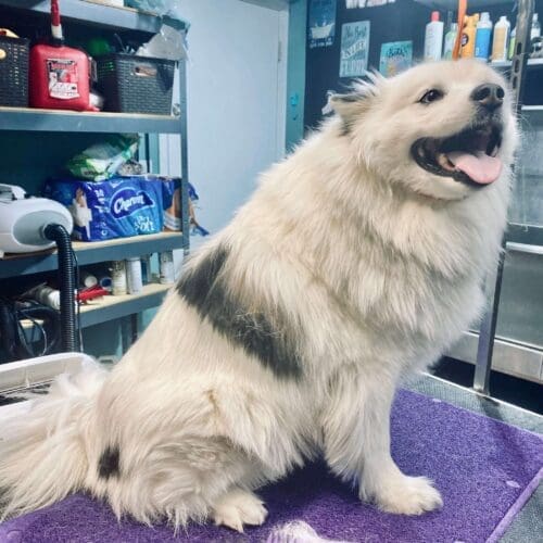 American Eskimo dog dasher before his dog wash service with FurBabies & Friends in Glendale, AZ.