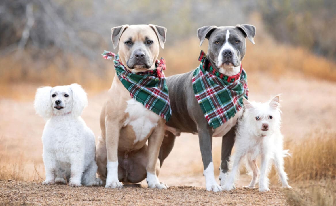 Kristie's prior 4 dogs family photo shoot.