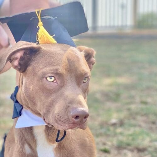 Pitbull with dog obedience training graduation cap for FurBabies & Friends group classes or private in-home dog training around Glendale, AZ.