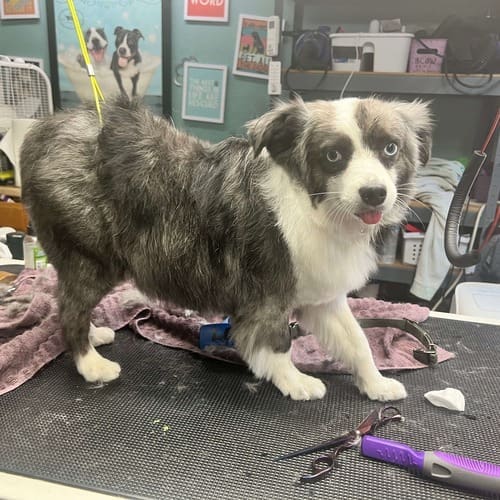 Ghost the toy Aussie was feeling fantastic and ready for his before and after dog grooming picture at FurBabies & Friends.