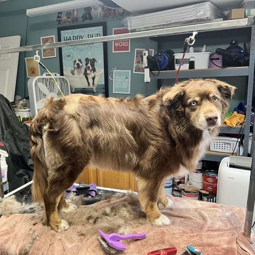 Ozzy the Aussie after his dog was and grooming before and after picture at FurBabies & Friends in Glendale, AZ.