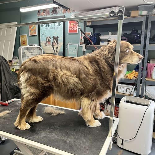 Ozzy the Aussie was a dirty dog before his dog bath service with FurBabies & Friends in Glendale, AZ.