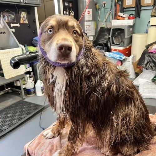 Ozzy the Aussie during his dog cleaning service with FurBabies & Friends in Glendale, AZ.