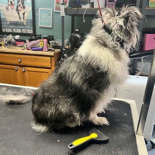 Ghost the toy Aussie was a dirty dog, but not after his dog cleaning service with FurBabies and Friends in Glendale, AZ.