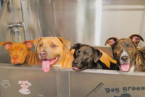 FurBabies & Friends dog baths, de-shedding and nail trims modeled by Kristie's 4 bully mix dog in the grooming bathtub.