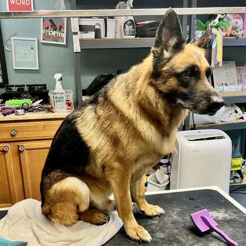 Baron the German Shepard was glowing after his spa day with FurBabies and Friends in Glendale, AZ.
