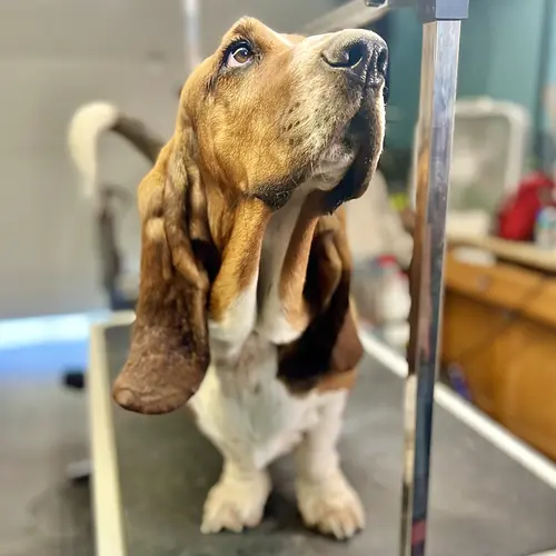 Dudley the basset hound loves the treats he gets when he comes for nail trimming and grooming at FurBabies & Friends in Glendale, AZ.