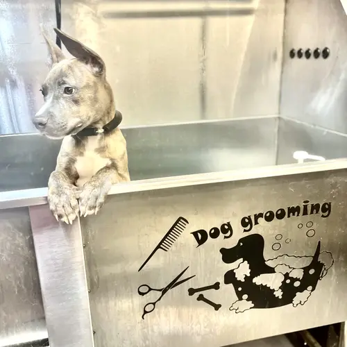Dunkin the pitbull mix gets to experience his first dog washing in a private, cage-fee grooming shop with FurBabies & Friends in Glendale, AZ.