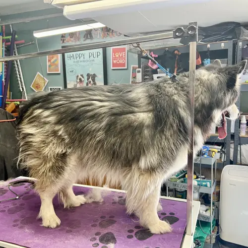 Maya the husky malamute mix comes in every quarter for a deep clean and de-shedding with FurBabies & Friends in Glendale, AZ.