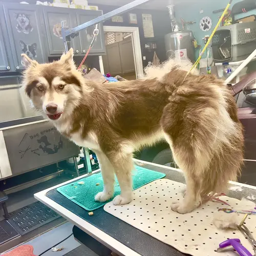 Nova the husky mix before her in depth dog grooming service with Furbabies & Friends in Glendale, AZ.