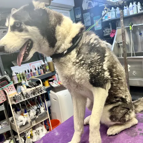 Penny the husky before her dog washing and de-shedding with FurBabies and Friends in Glendale, AZ.