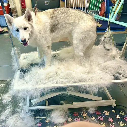 Shadow the husky mix during an in depth dog cleaning and de-shedding with Furbabies & Friends in Glendale, AZ.