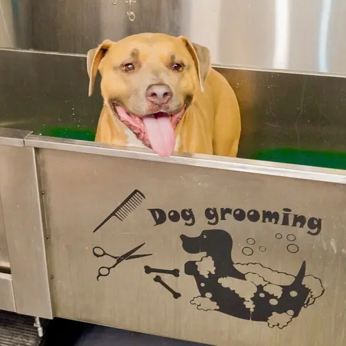 Simba the XL Bully getting a sensitive and allergen reducing bath with FurBabies & Friends in Glendale, AZ.