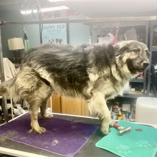 Axel the German Shepard before a much needed dog washing with FurBabies & Friends in Glendale, AZ.