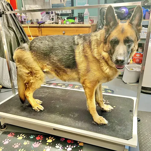 Baron the German Shepherd was in need of a de-shedding treatment and dog cleaning.
