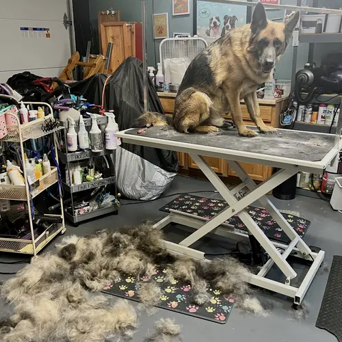 Baron the German Shepard lost a lot of undercoat during his de-shedding treatment and brushout with FurBabies & Friends in Glendale, AZ.