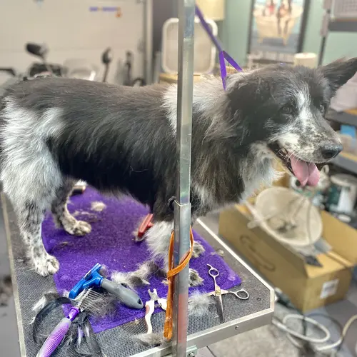 Dixie the Aussie's final after professional dog grooming and de-shedding photo with FurBabies and Friends in Glendale, AZ.