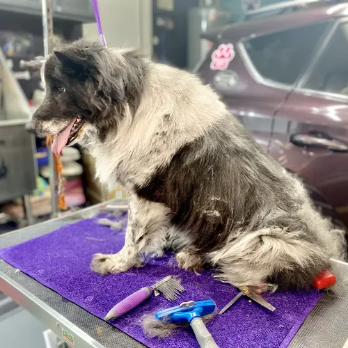 Dixie the Aussie was in dire need of a good bath and de-shedding.