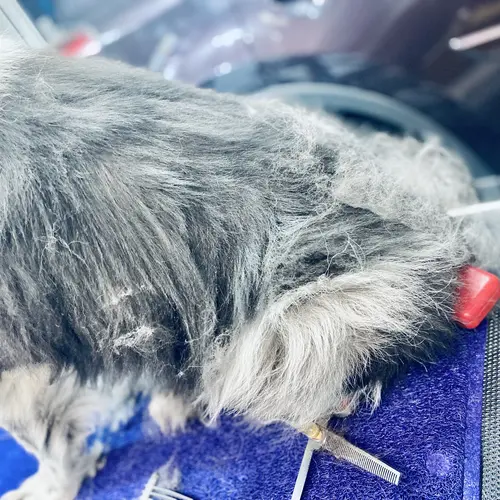 Dixie getting a much needed de-shedding brushout and treatment before the Arizona heat kicks in.