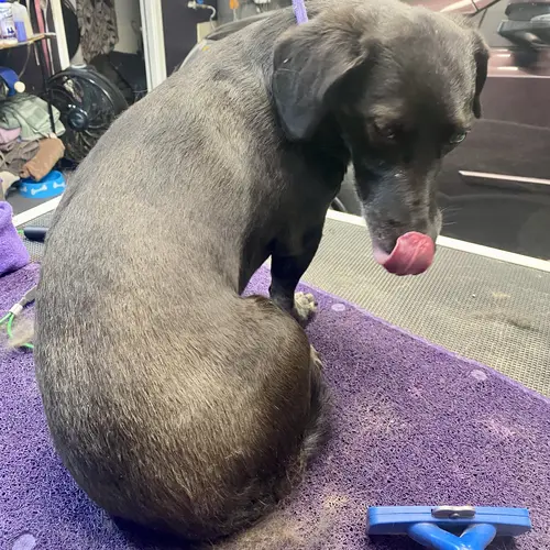 Dobby showing off his nice soft and shiny coat after completing his groom with FurBabies & Friends in Glendale, AZ.