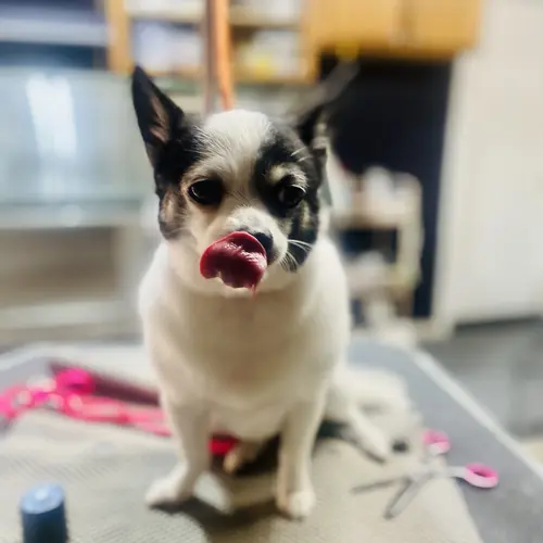 Duke the chihuahua loves to be pampered with a spa day at FurBabies & Friends in Glendale, AZ.
