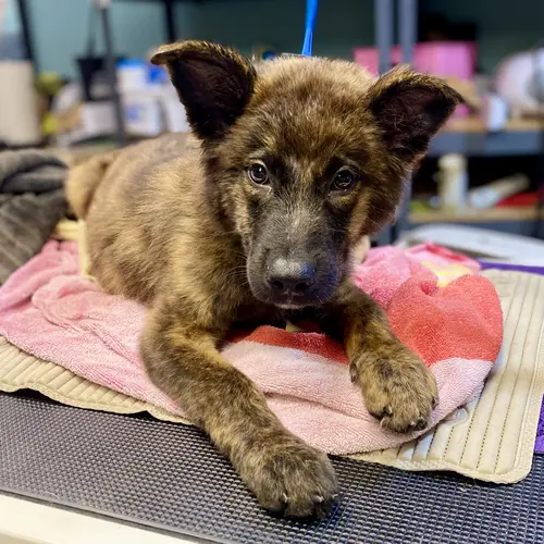Floofa the German Shepherd puppy gets her first puppy bath and positive grooming experience with Furbabies & Friends in Glendale, AZ.