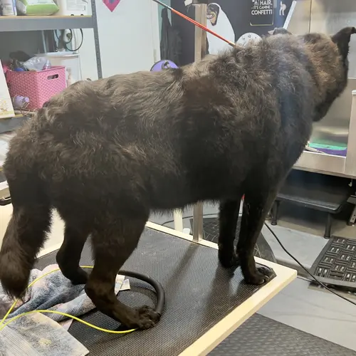 Harley the lab mix amazing transformation after his dog washing and de-shedding service with Furbabies and Friends in Glendale, AZ.