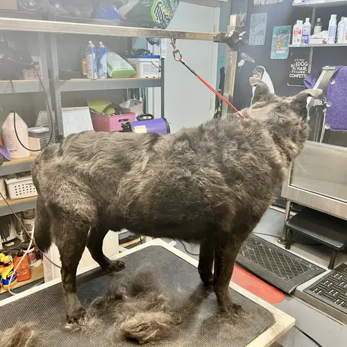 Harley the lab mix came to FurBabies & Friends for the Best dog grooming in Glendale, AZ.