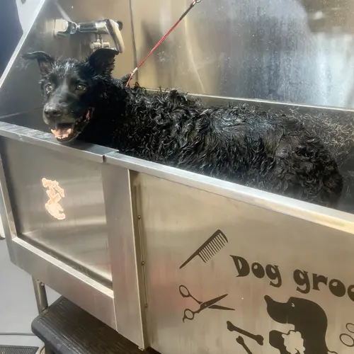 Harley the lab mix in the dog grooming bathtub during his spa day with FurBabies & Friends in Glendale, AZ.