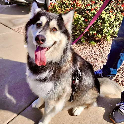 Maya the husky malamute mix always has an amazing transformation and takes the best after dog grooming photos.