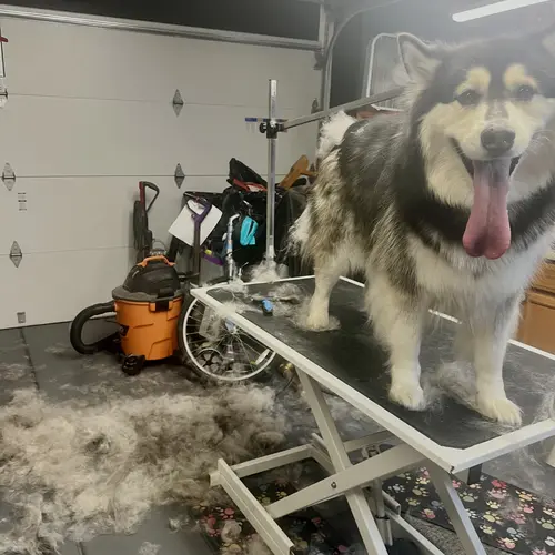 Maya the husky malamute mix has a ton of undercoat that comes off during a FurBabies & Friends de-shedding treatment.