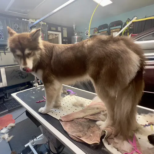 Nova the husky mix lost about 20 pounds after her dog washing and de-shedding with FurBabies and Friends in Glendale, AZ.