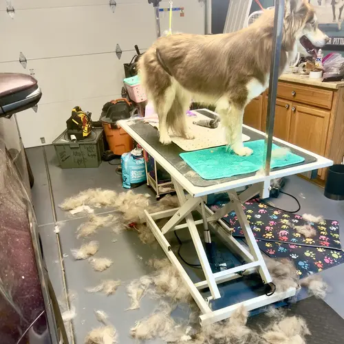 Nova the husky mix during a de-shedding appointment with FurBabies & Friends in Glendale, AZ.