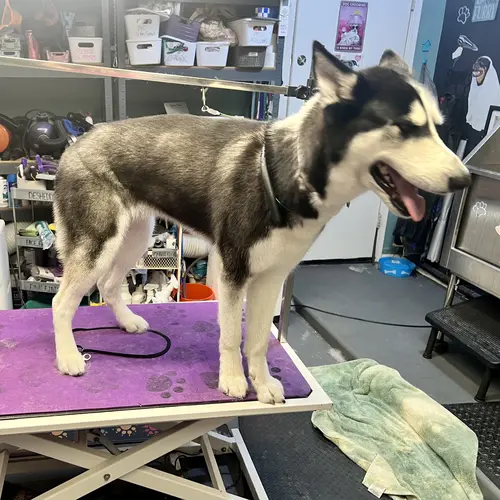 Penny the husky transformation after her dog grooming service with FurBabies and Friends in Glendale, AZ.