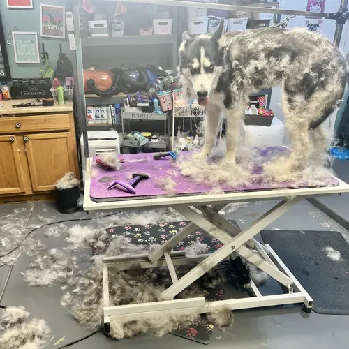 Penny the husky was a dirty dog before her dog cleaning service with FurBabies and Friends in Glendale, AZ.