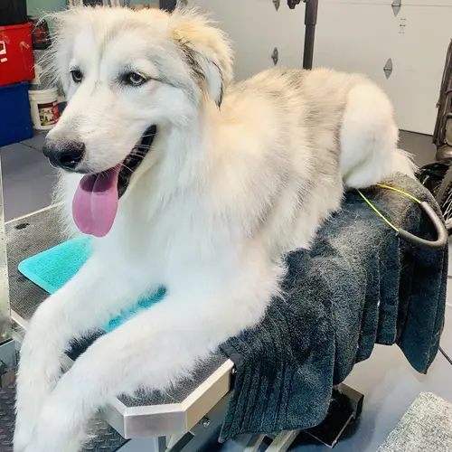 Sadie the husky mix always leaves 30 pounds lighter after a signature FurBabies & Friends de-shedding service.
