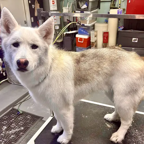 Shadow the husky mix after dog grooming service photo with FurBabies & Friends in Glendale, AZ.