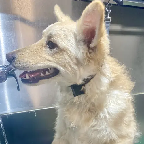 Winnie before her dog wash and grooming service with FurBabies & Friends in Glendale, AZ.