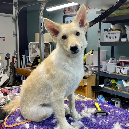 Winnie before and after dog grooming photos from FurBabies & Friends in Glendale, AZ.