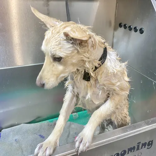 Winnie during her dog bathing service with FurBabies & Friends in Glendale, AZ