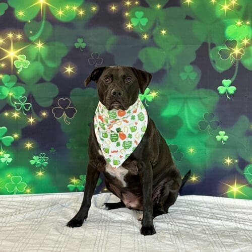 Kristie's personal dog, black pitbull Apollo, sitting nicely for a St. Patrick's Day Dog Photoshoot.