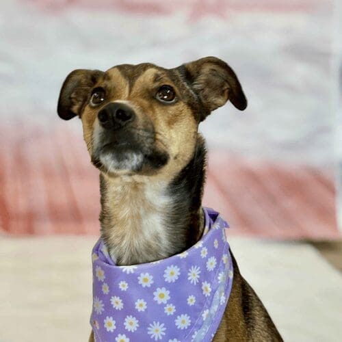 Brie, the mixed breed, benefitted from the extra socialization, exposure and obedience training during FurBabies & Friends Dog Board and Train Program.