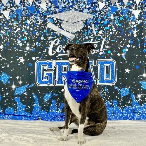 Brindle pitbull mix Tigger, showed off his skills during his beginning dog obedience graduation performance with FurBabies & Friends in Glendale, AZ