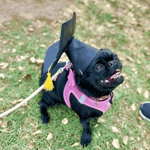 Delaney the black pug wear a graduation cap after successfully completing a beginning obedience dog training class with FurBabies & Friends in Glendale, AZ.