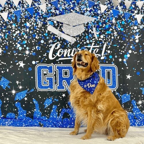 Jazzy the Golden Retriever smiles widely during her advanced obedience training graduation photoshoot with FurBabies & Friends.
