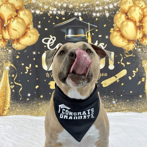 XL Bully Simba posing for a dog obedience training photo shoot.