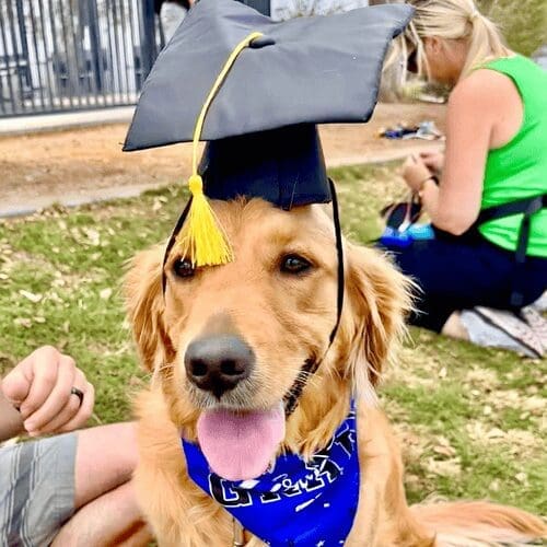 Golden retriever Luna leaped for joy after graduating intermediate dog obedience training class with FurBabies & Friends in Peoria, AZ.