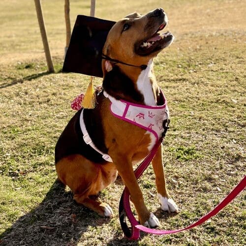 Molly the hound mix was so excited to wear her graduation cap after completing beginner dog obedience training class with Furbabies & Friends in Glendale, AZ.
