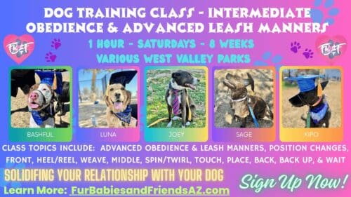 FurBabies & Friends intermediate group dog obedience classes in Glendale, AZ flyer.