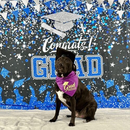 Apollo the black pitbull excelled at advanced obedience training class with FurBabies & Friends in Glendale, AZ.